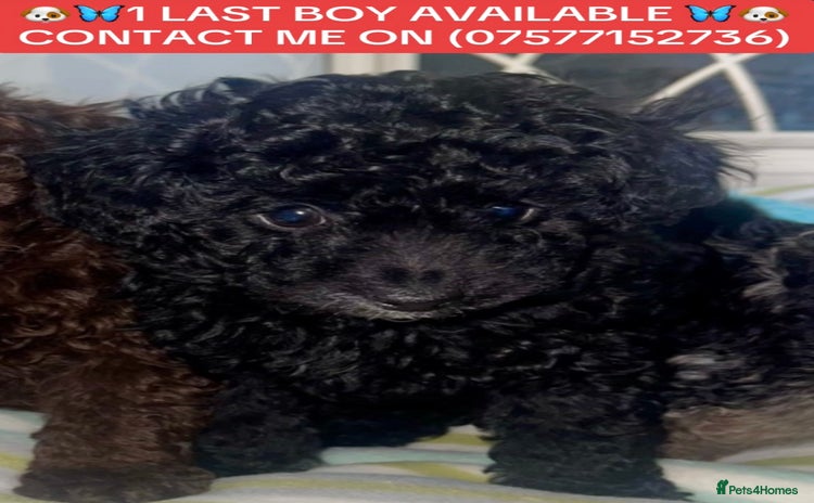 Miniature Poodle dogs - Advert 16