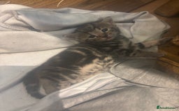 Mixed Breed cats for sale: Ragdoll mixbreed kittens for new home  - Image 9