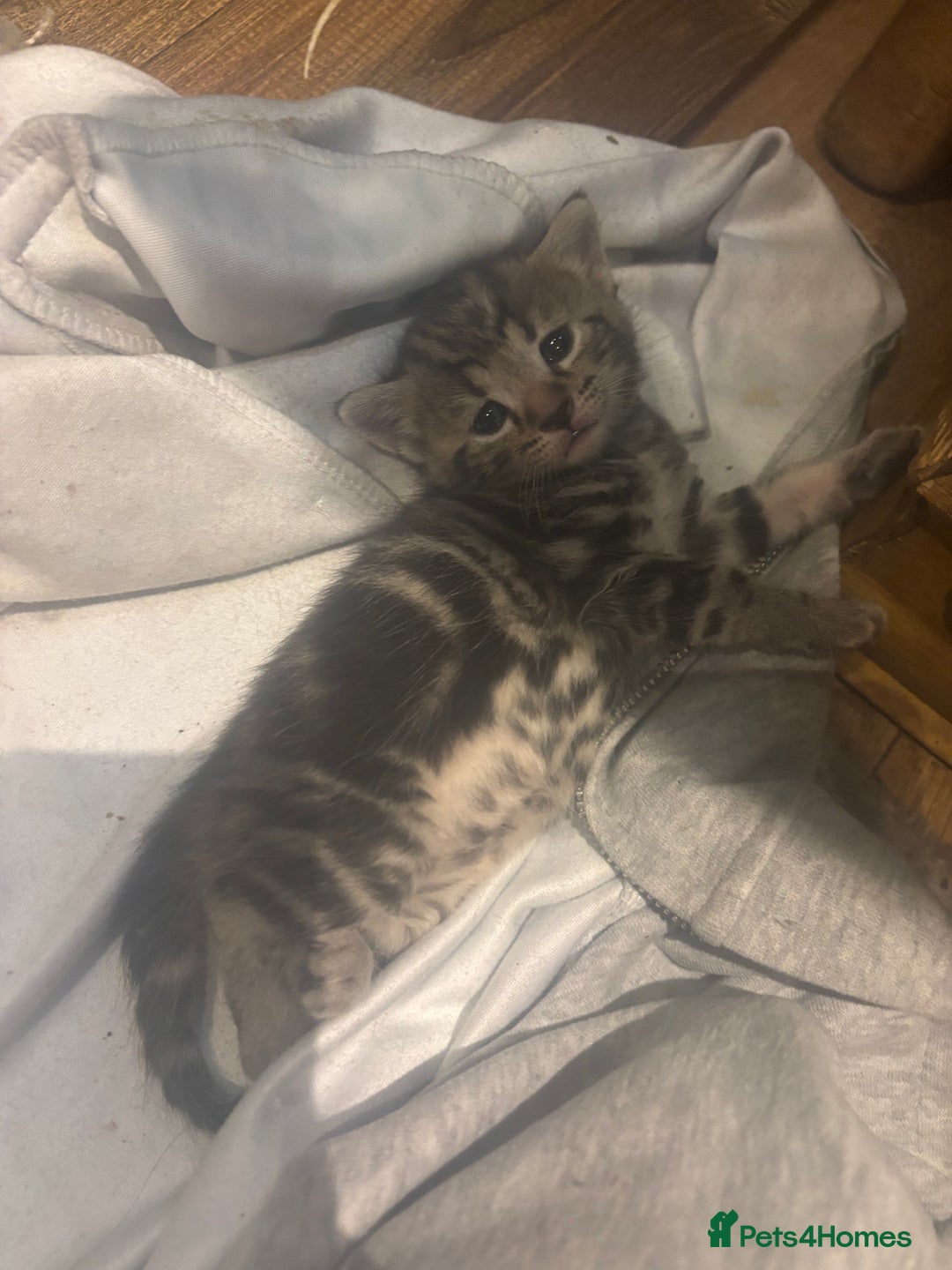 Mixed Breed cats for sale: Ragdoll mixbreed kittens for new home  - Image 9