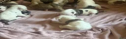 American Bulldog dogs for sale: AMERICAN BULLDOG PUPIES - Advert 6