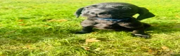 Labrador Retriever dogs for sale: 🐾🧡READY 1 BOY LEFT Kc Labrador PUPPIES 🧡🐾 - Advert 5