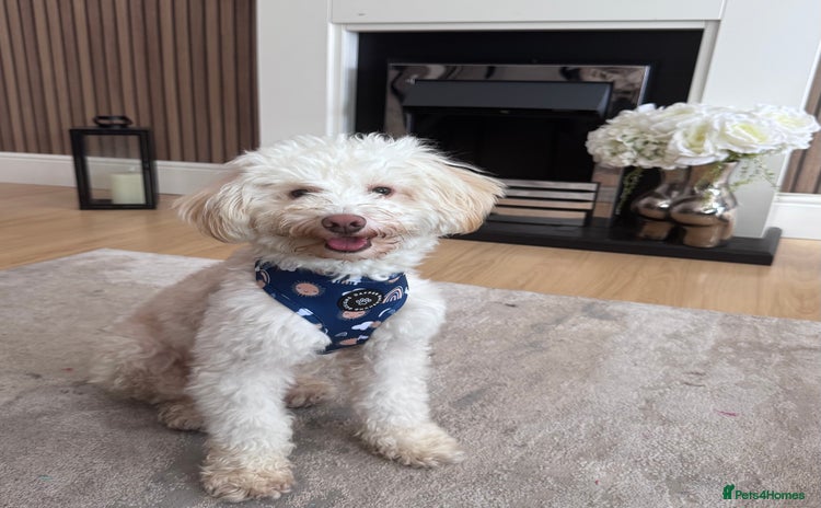 Maltipoo dogs - Advert 2