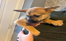 Mixed Breed dogs for sale: Siberian husky cross belgian malinois - Image 24