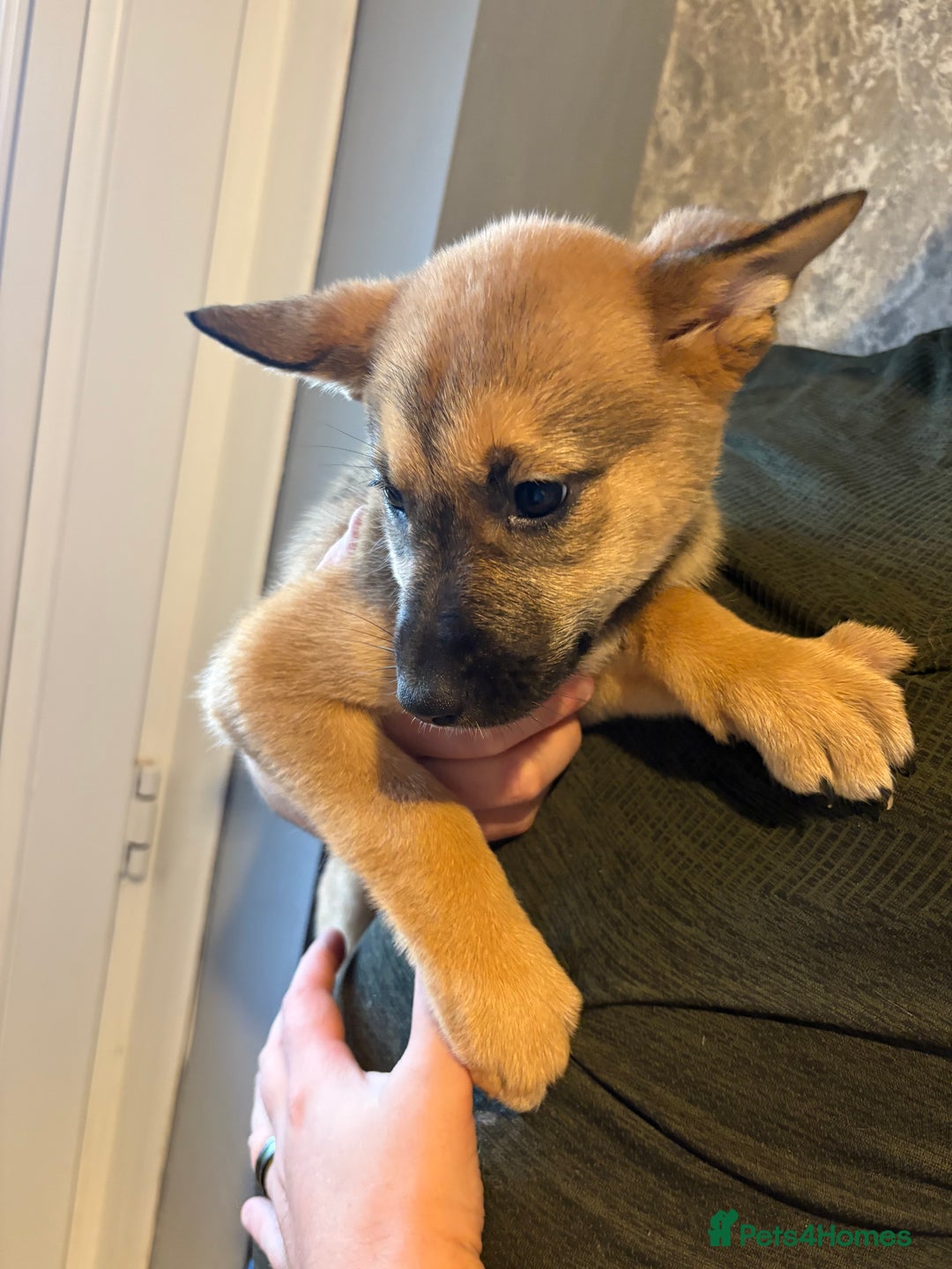 Mixed Breed dogs for sale: Siberian husky cross belgian malinois - Image 24