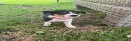 Border Collie dogs for sale: Border collie pups ready to leave now - Advert 13