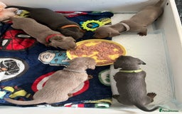 Dachshund dogs for sale: Beautiful mini dachshund babies  - Image 25