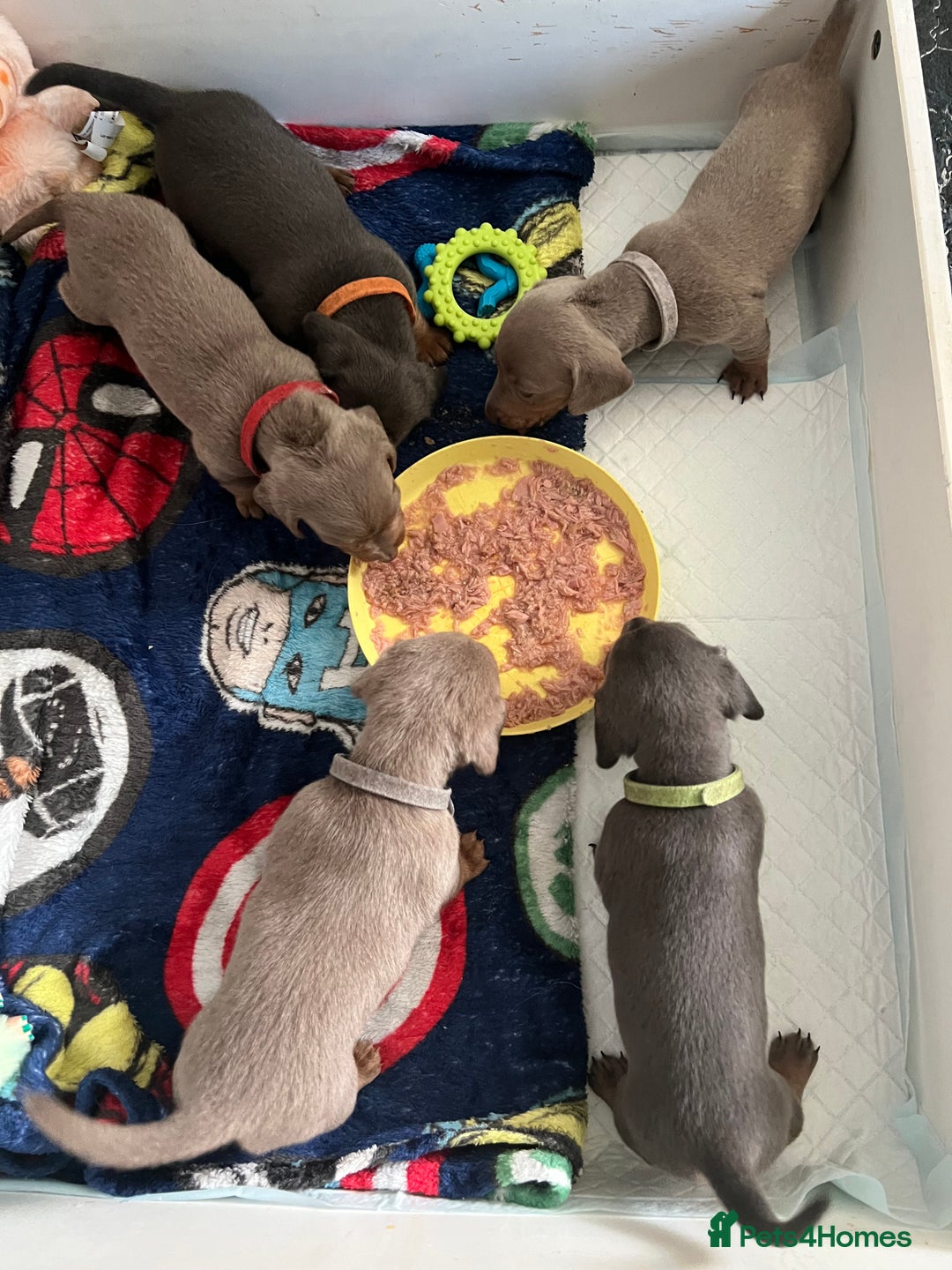 Dachshund dogs for sale: Beautiful mini dachshund babies  - Image 25