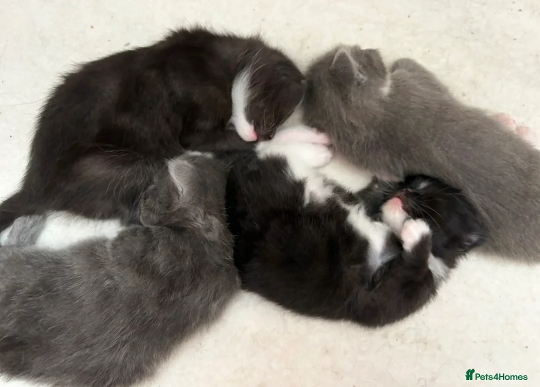 Mixed Breed cats for sale: 4 Adorable Kittens  - Advert 2