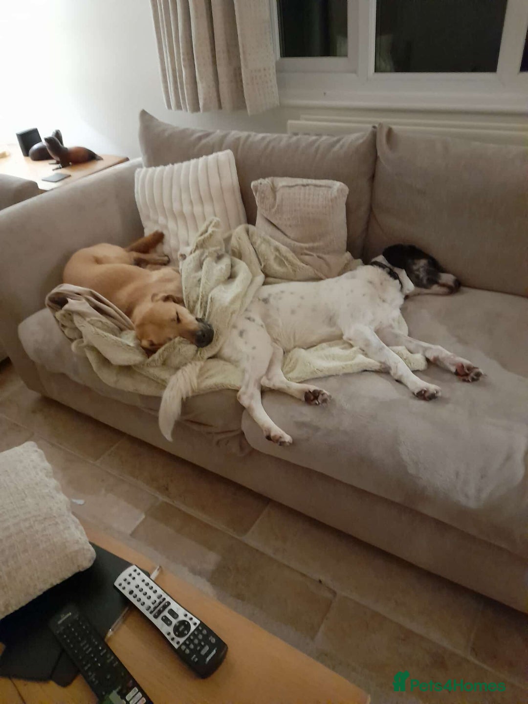 Mixed Breed dogs for adoption: Macy !  - Advert 5