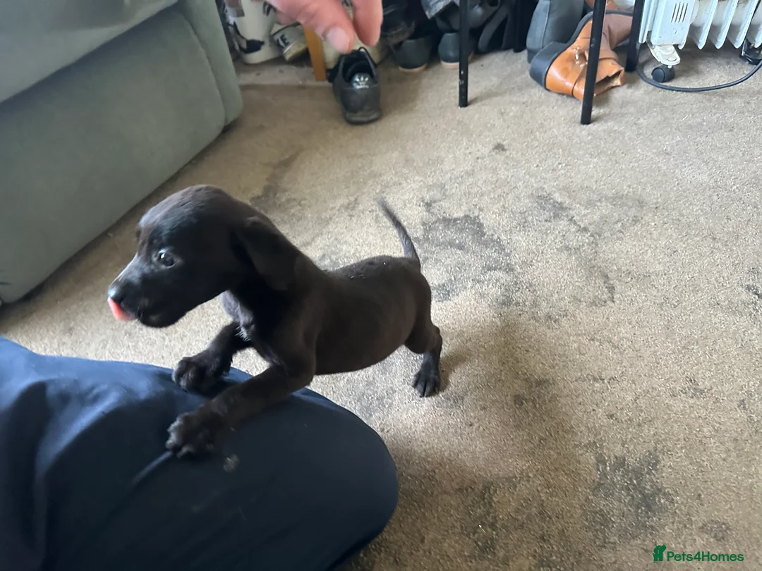 Mixed Breed dogs for sale: Puppies - Advert 12