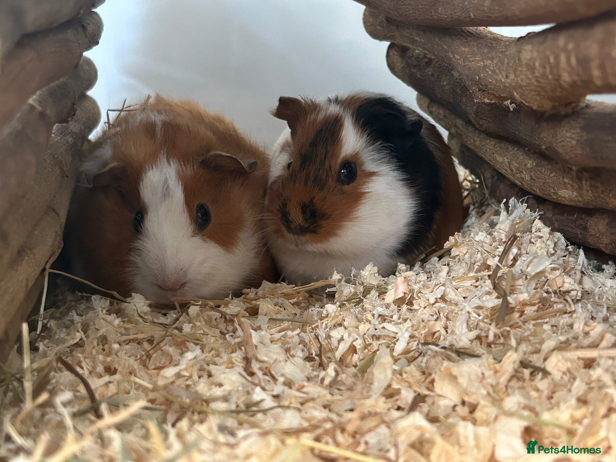 Guinea Pig rodents for sale: 2 female guinea pigs - Advert 3