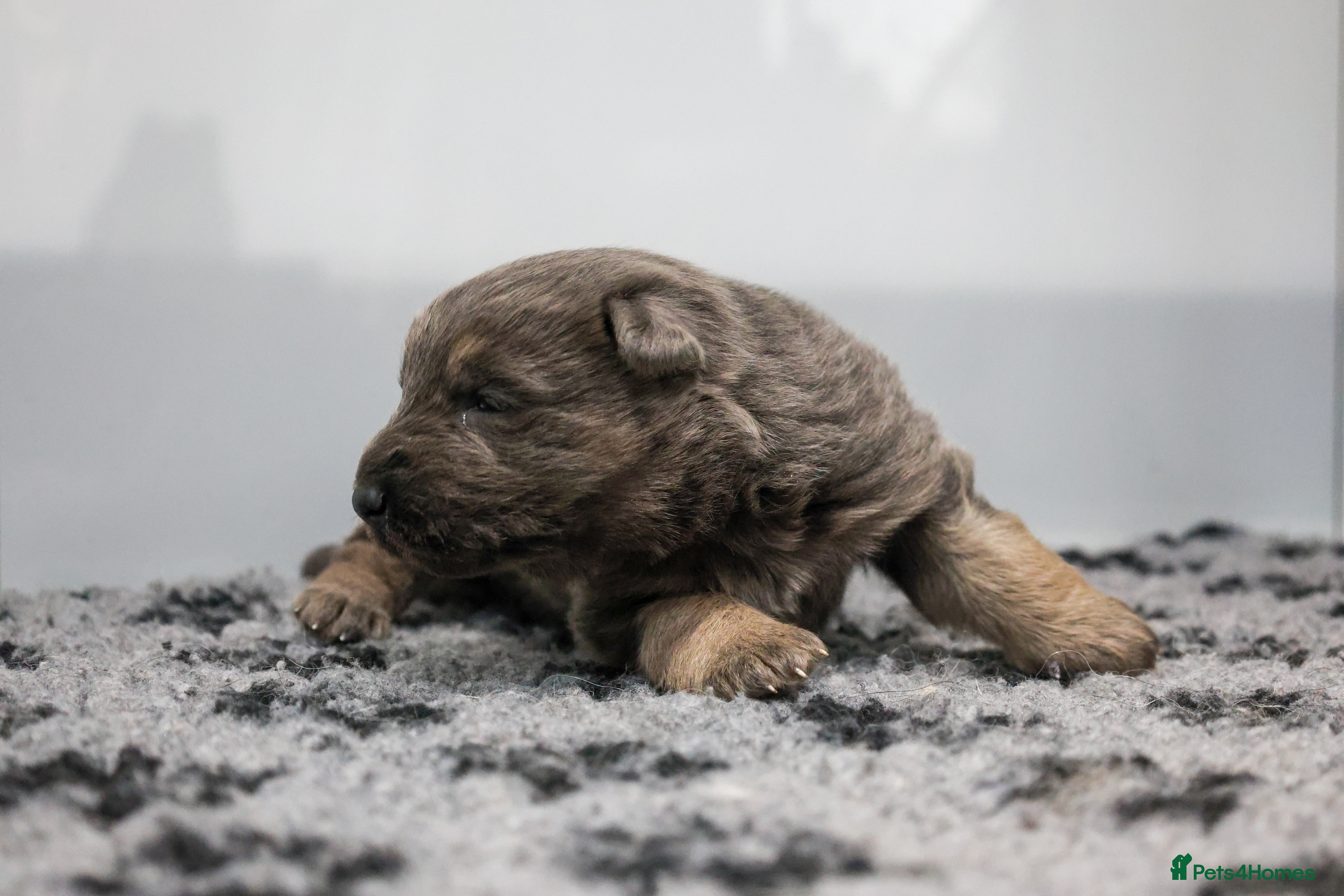 German Shepherd dogs ❤️KC pups ✨ health tested parents  - Advert 4