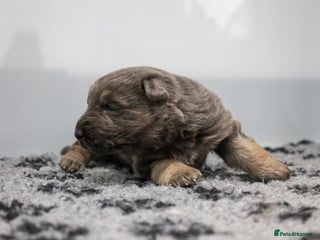 German Shepherd dogs for sale: ❤️KC pups ✨ health tested parents - Advert 2