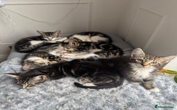 Mixed Breed cats for sale: Stunning tabby kittens  - Image 6