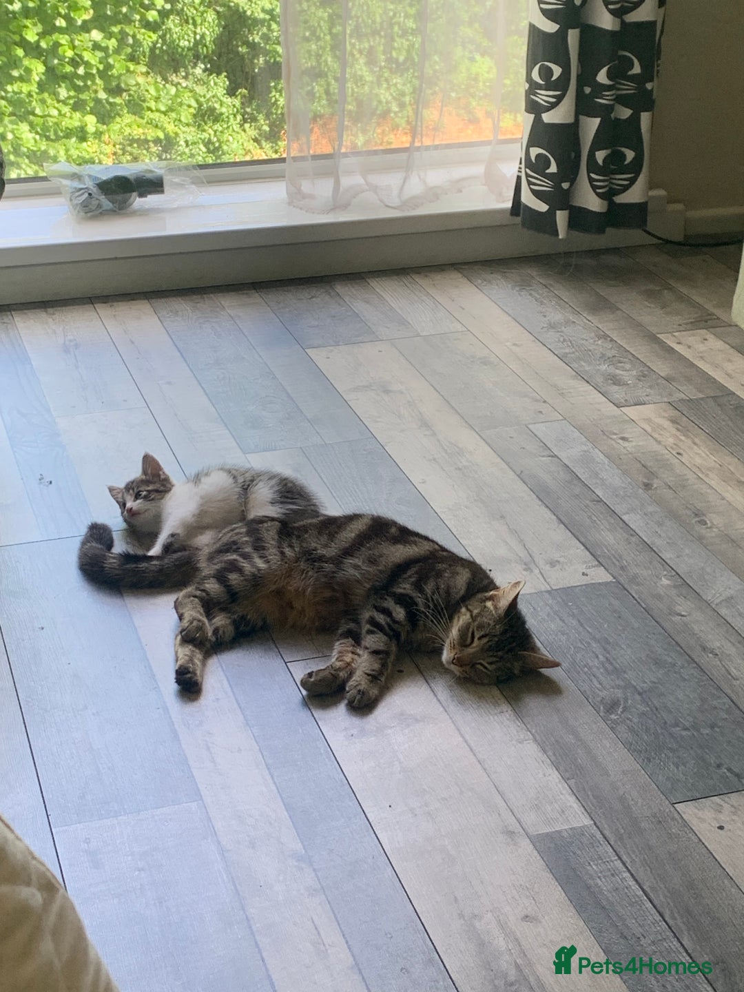 Domestic Shorthair cats for sale: 2 girls one boy!  - Image 4