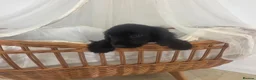 Cocker Spaniel dogs for sale: Golden and Black working type cocker spaniels - Advert 17