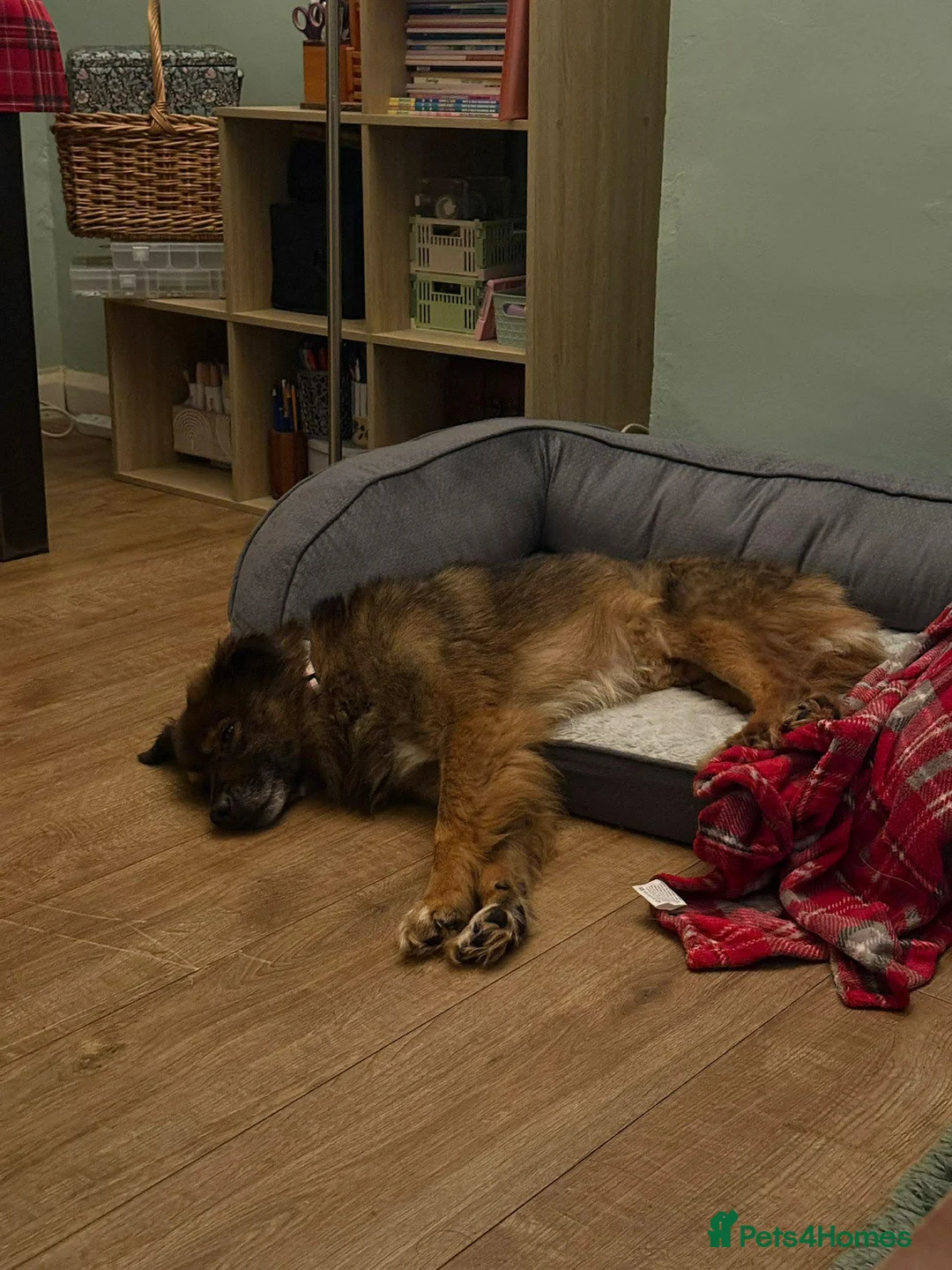 Mixed Breed dogs for adoption: RUSTY - Advert 3