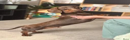 Dachshund dogs for sale: BEAUTIFUL DAPPLE DACHSHUND PUPPIES - Advert 4