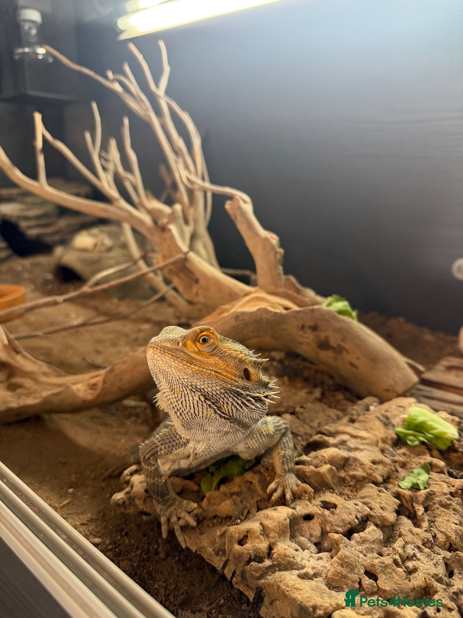Bearded Dragon reptiles 3 year old male bearded dragon and set up  - Advert 1
