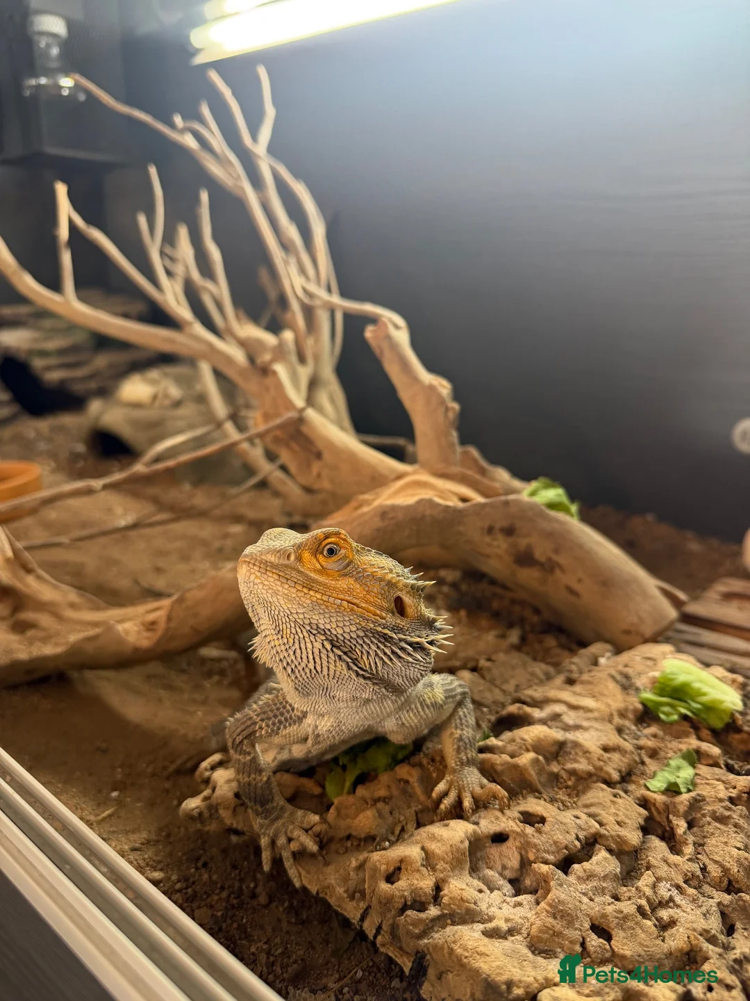 Bearded Dragon reptiles for sale: 3 year old male bearded dragon and set up  - Advert 1