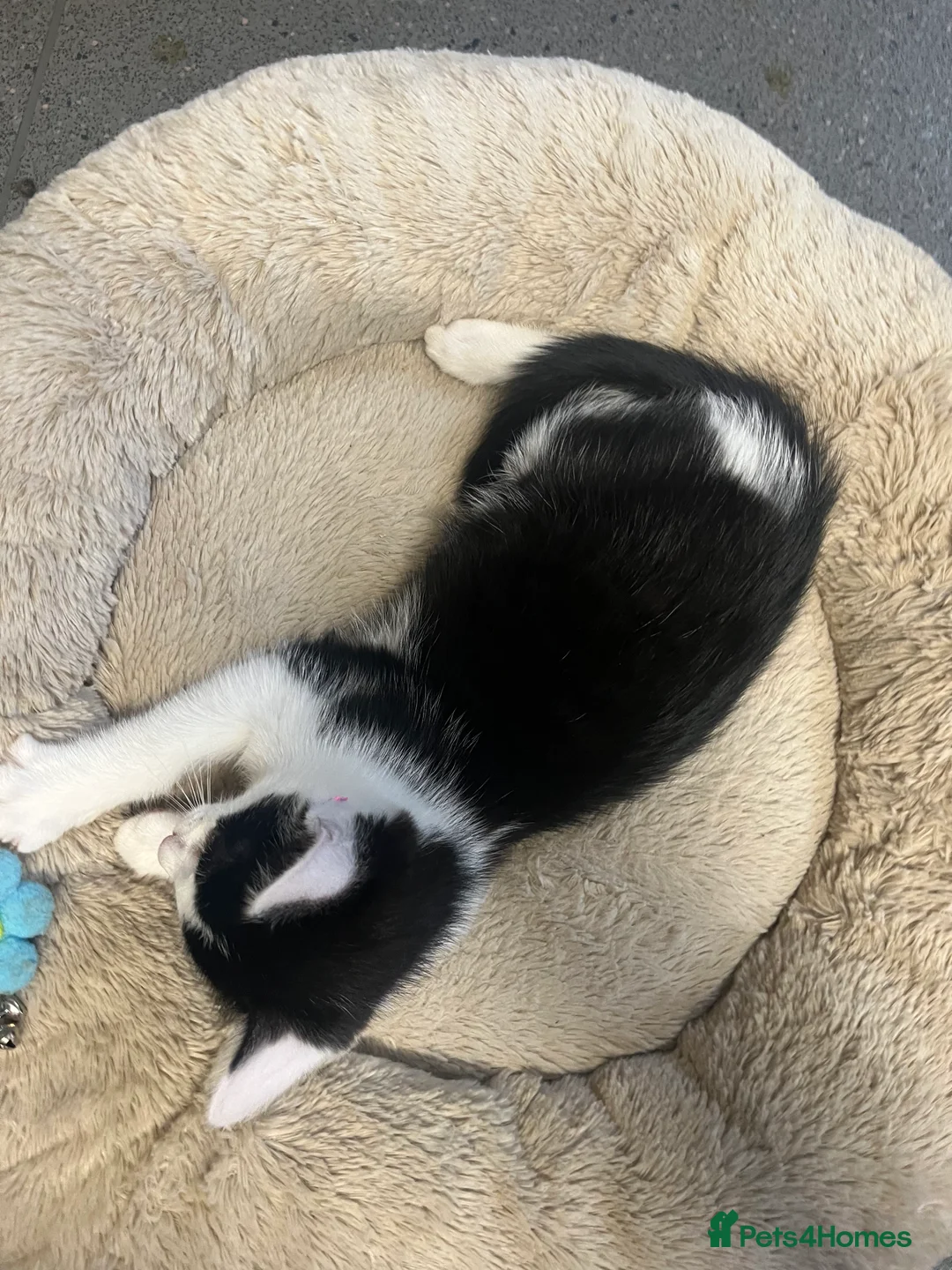 Mixed Breed cats for sale: Stunning 11 week old Tuxedo Male Kitten - Advert 5