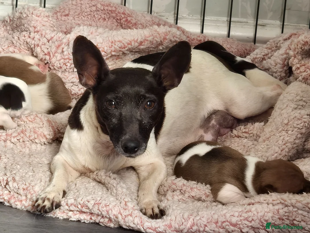 Jack Russell dogs for sale: Miniature jack russell pups - Advert 1