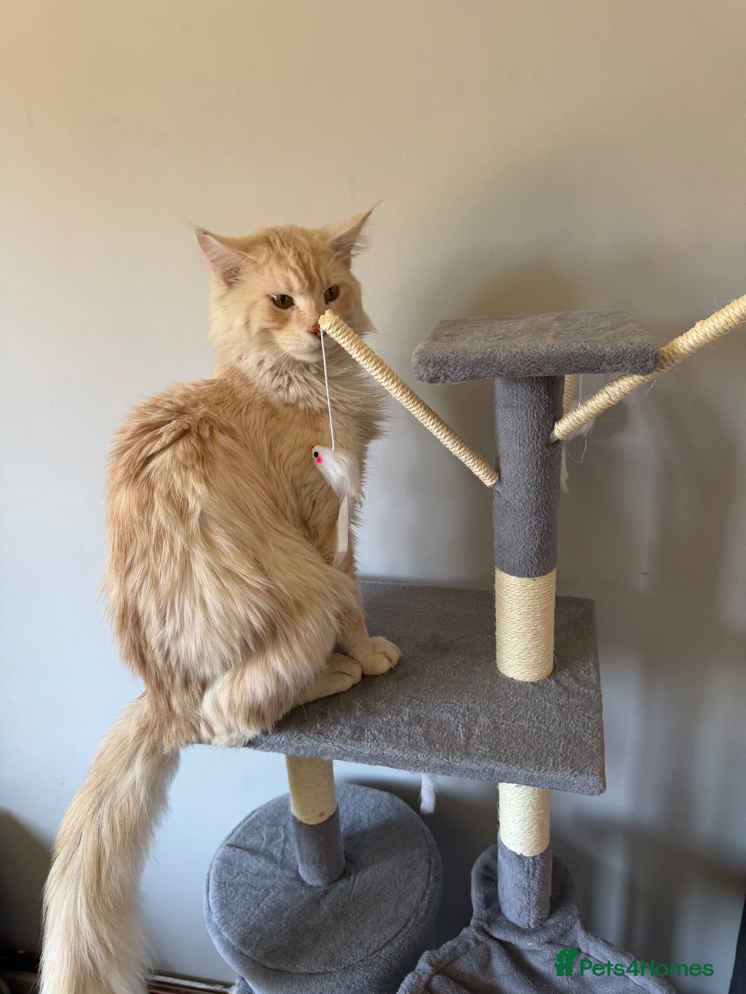 Maine Coon cats for stud: gorgeous cream smoke boy for stud duties - Advert 1