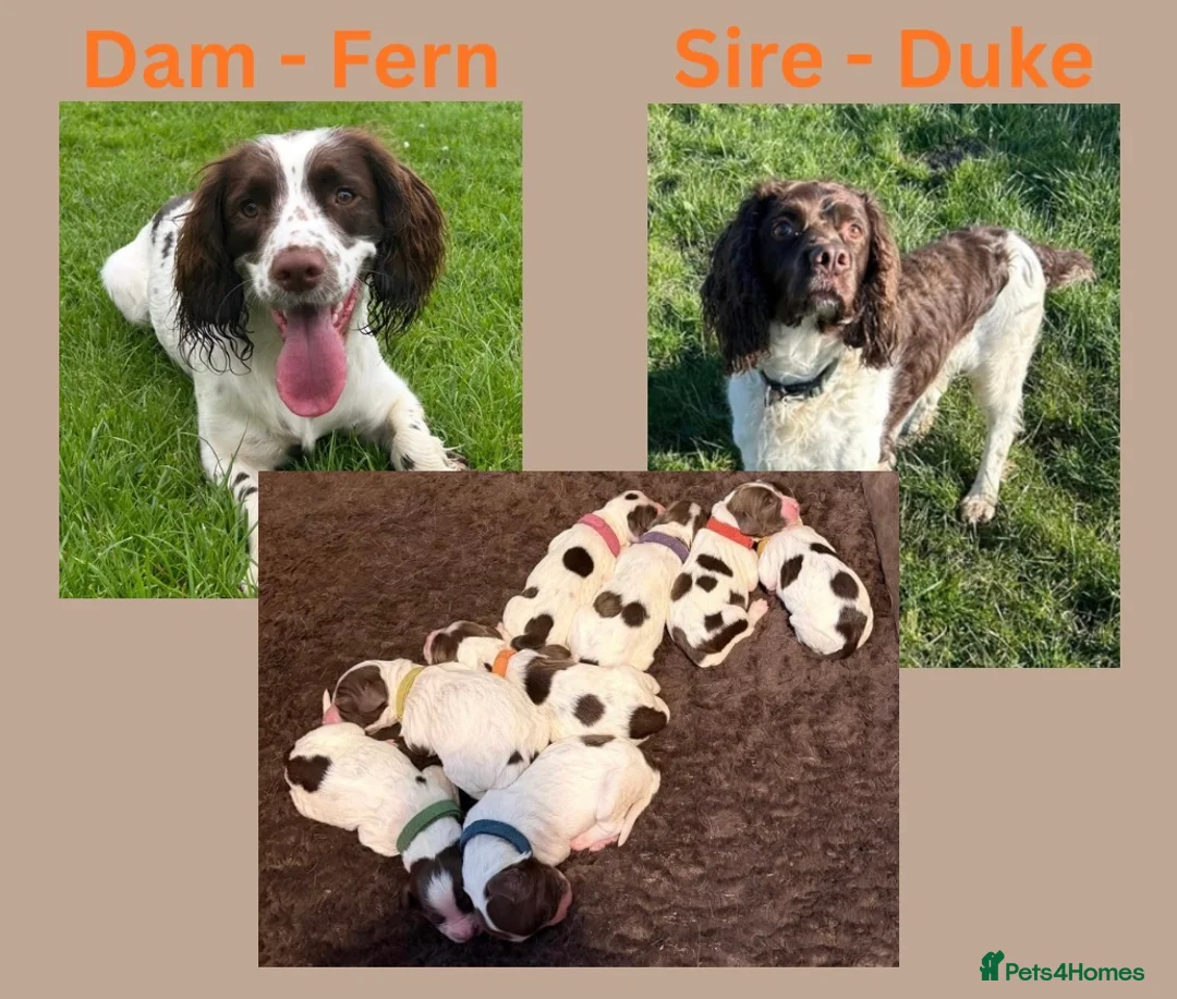 English Springer Spaniel dogs for sale: English Springer Spaniel  - Advert 5