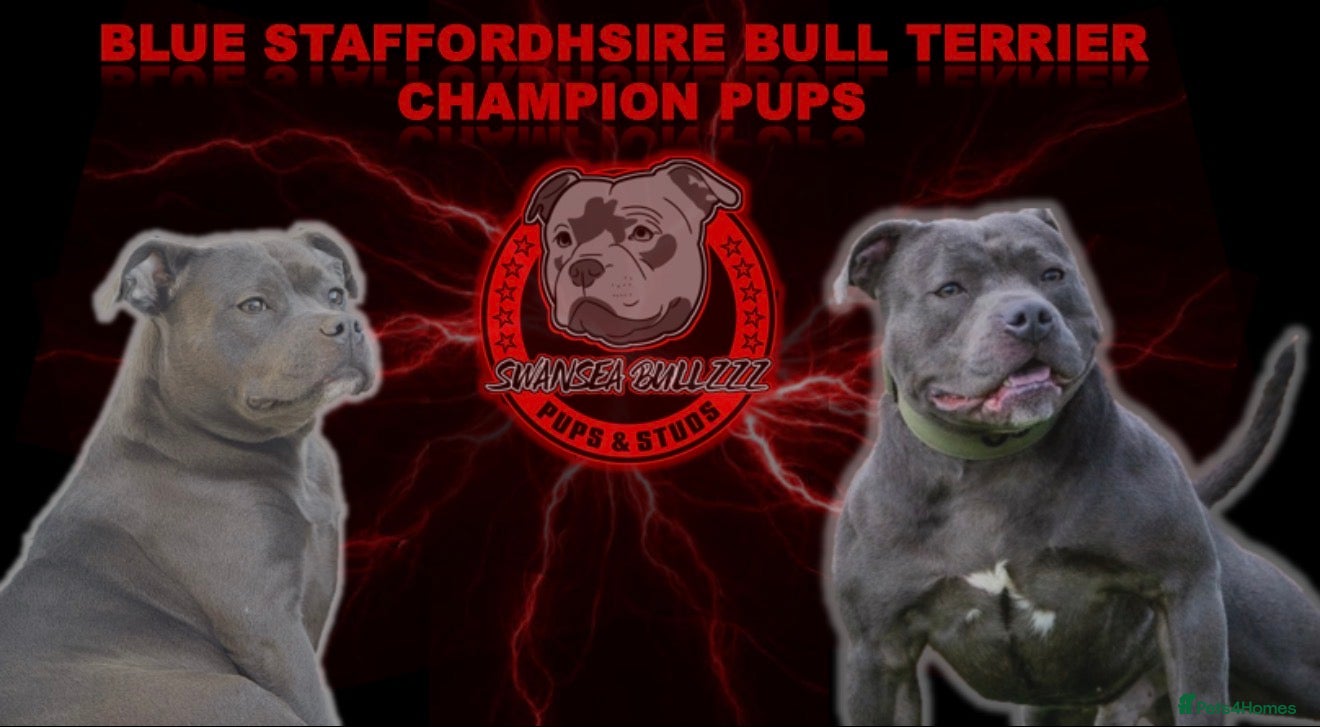 Staffordshire Bull Terrier dogs Blue Staffordshire Bull Terrier Champion Pups  - Advert 1