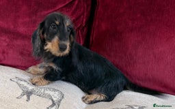 Miniature Dachshund dogs for sale: Adorable mini wire haired Dachshunds - Image 8