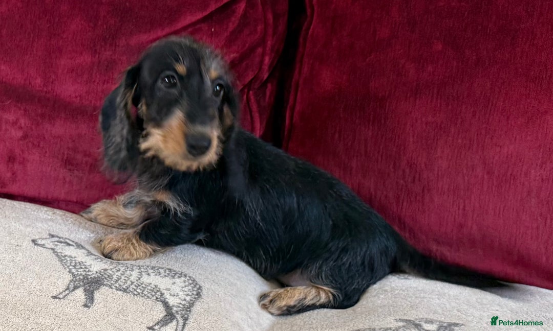Miniature Dachshund dogs for sale: Adorable mini wire haired Dachshunds - Image 8