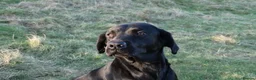 Labrador Retriever dogs for sale: FTCH Sired, K C Reg, Extensively Health Tested in Shaftesbury - Advert 3