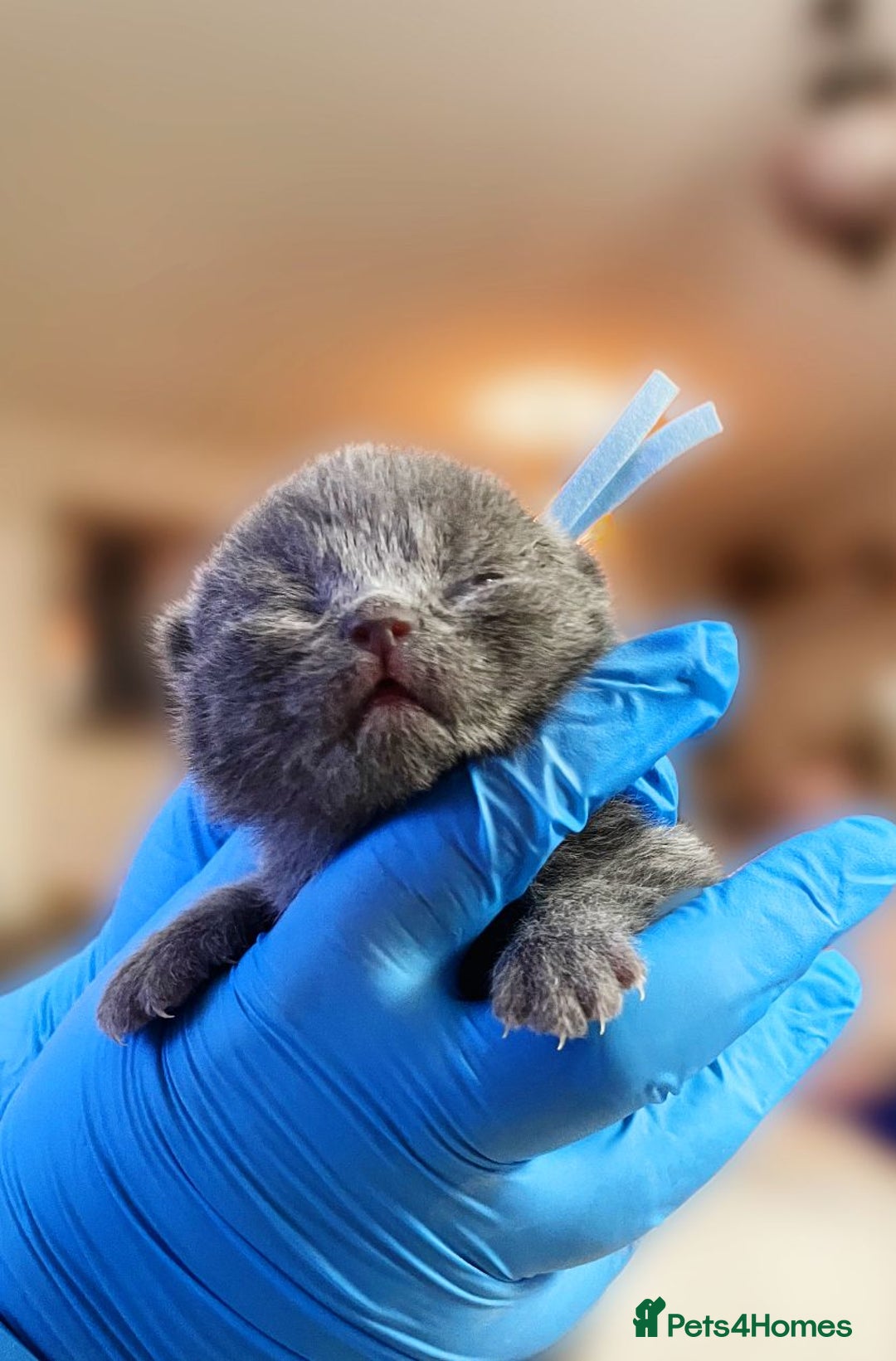 British Shorthair cats for sale:  Gccf British shorthair kittens champion lines 🏆 - Image 16