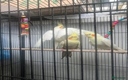 Cockatiels birds for sale: Birds - Image 2