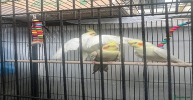 Cockatiels birds - Advert 4