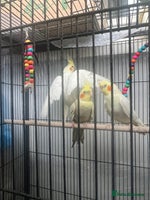 Cockatiels birds - Advert 2