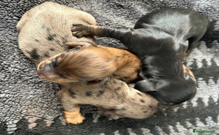 Dachshund dogs - Advert 3