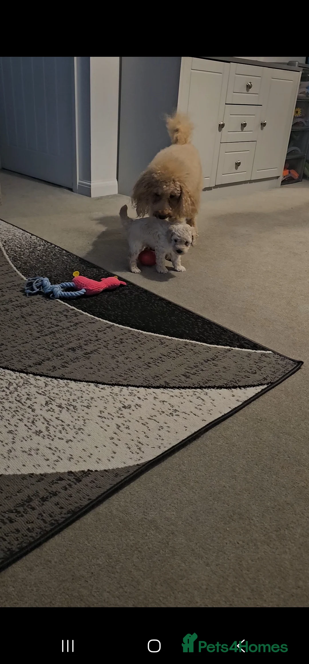 Toy Poodle dogs for sale: Now Ready for their forever loving home - Advert 10