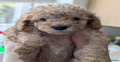 Australian Labradoodle dogs - Advert 6