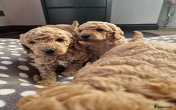 Miniature Poodle dogs for sale: Outstanding Show Quality MInature Poodles - Image 6