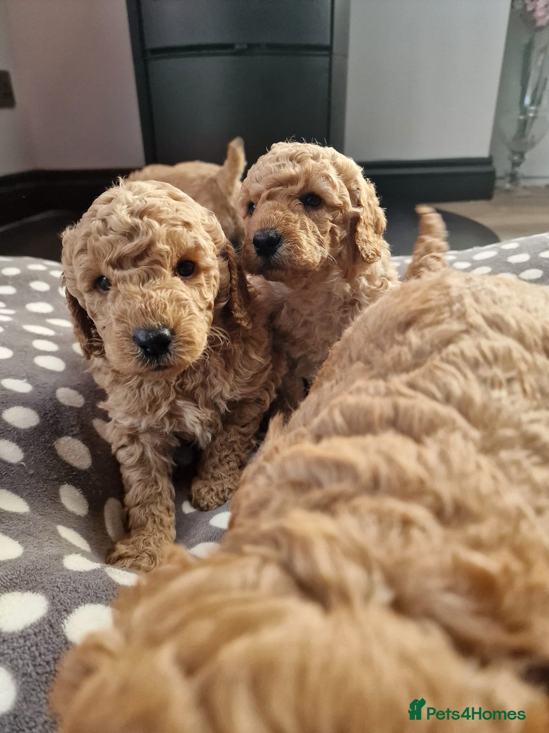Miniature Poodle dogs for sale: Outstanding Show Quality MInature Poodles - Image 6