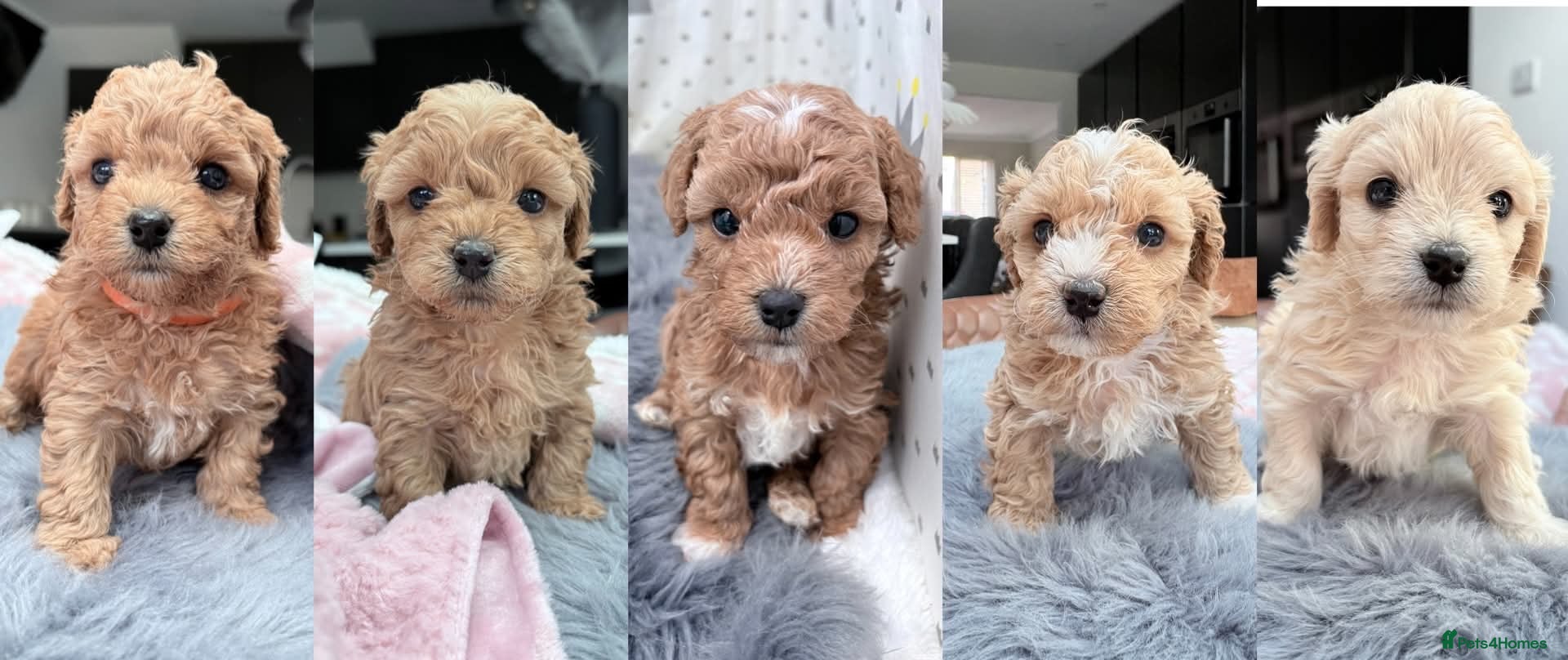 Maltipoo dogs Gorgeous Maltipoo Puppies  - Advert 4