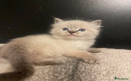Ragdoll cats for sale: Lnyx male Ragdoll’s ready soon  - Advert 21