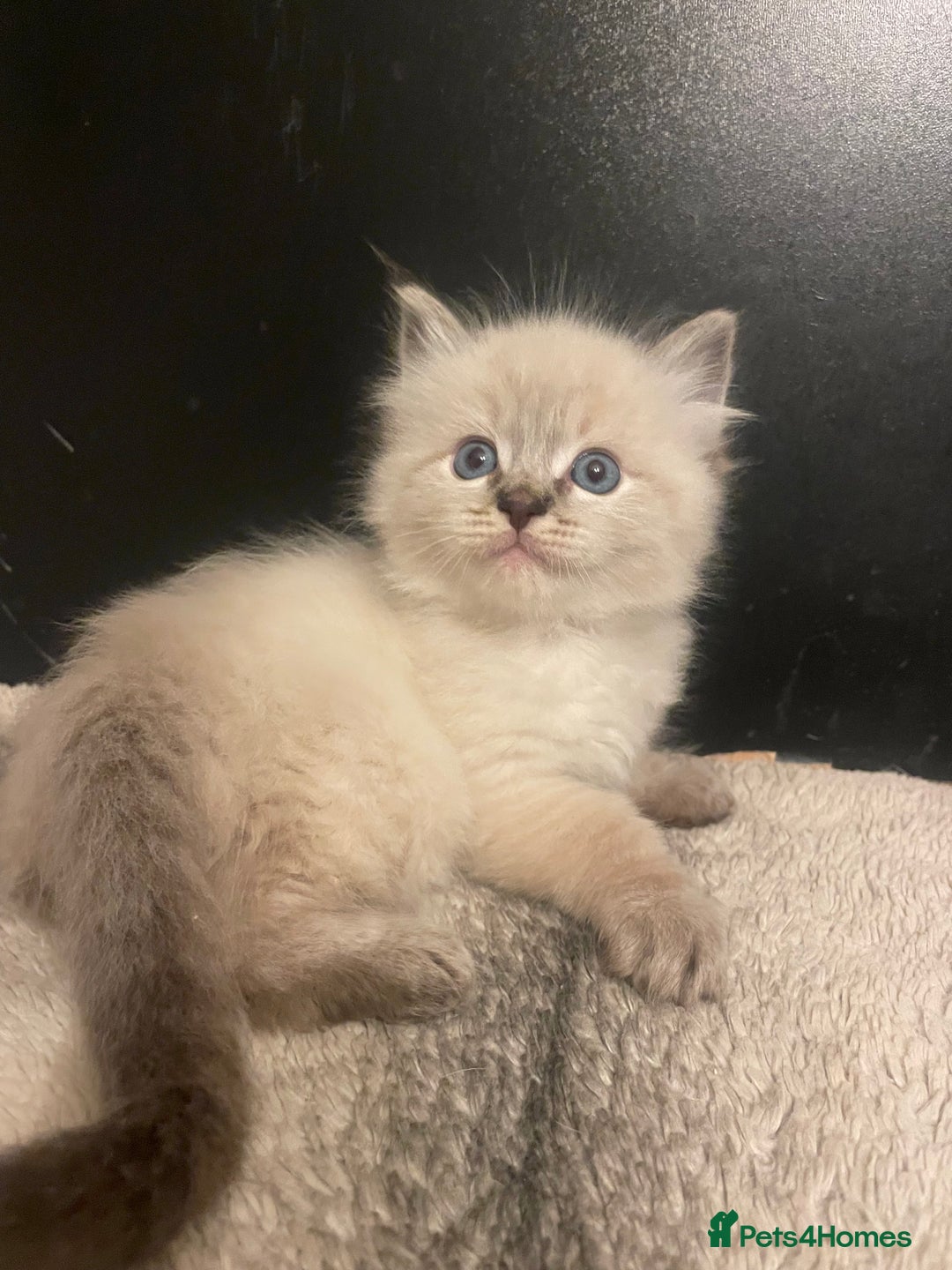 Ragdoll cats for sale: Lnyx male Ragdoll’s ready soon  - Advert 21