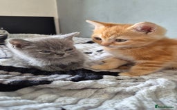 Persian cats for sale: Beautiful persian kittens  - Image 11