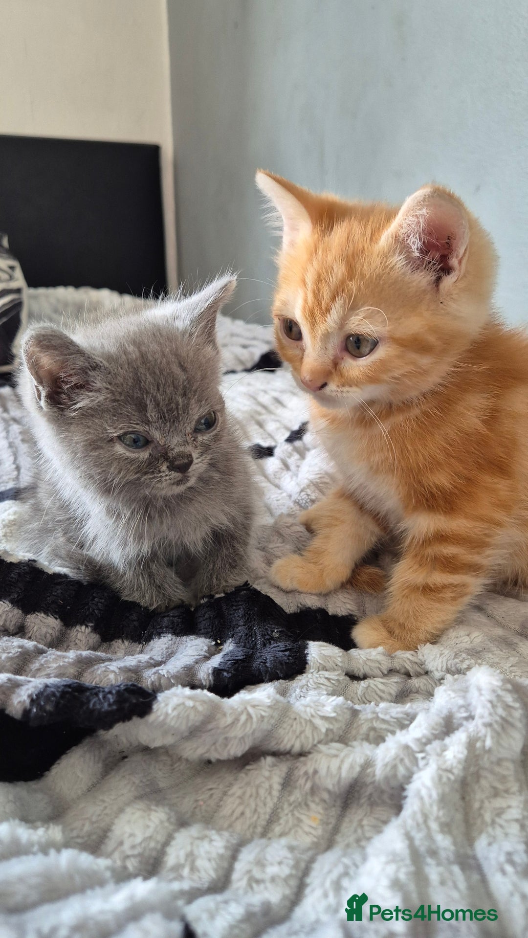 Persian cats for sale: Beautiful persian kittens  - Image 11