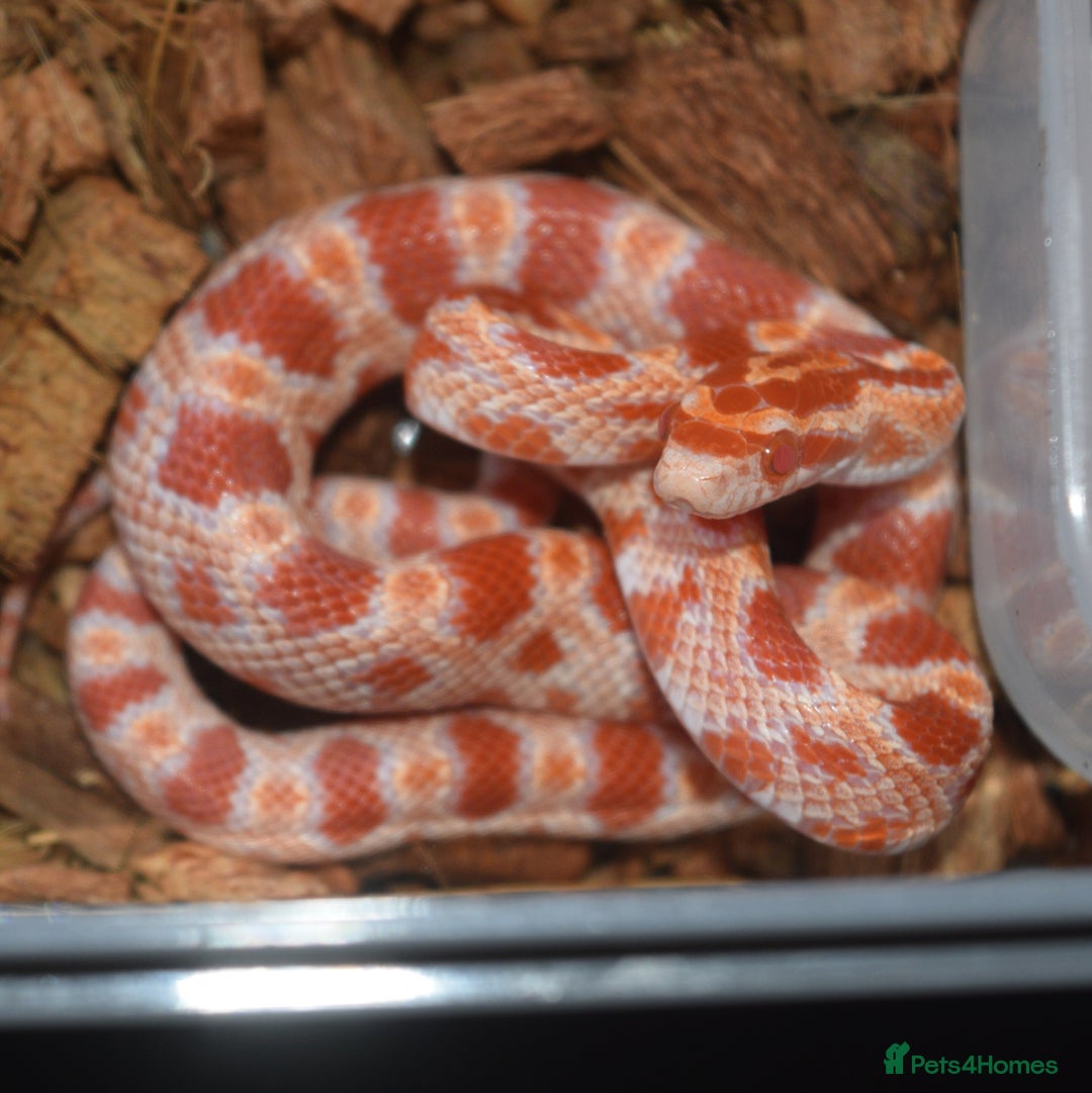 Corn Snake reptiles for sale: Healthy amelanistic baby cornsnakes  - Image 1