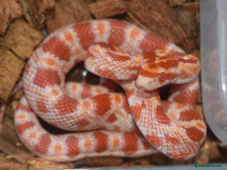 Corn Snake reptiles Healthy amelanistic baby cornsnakes - Advert 2