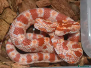 Corn Snake reptiles Healthy amelanistic baby cornsnakes - Advert 1