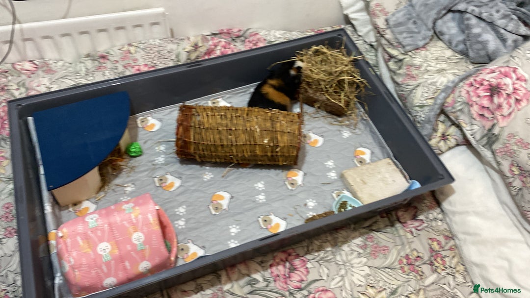 Guinea Pig rodents for sale: Single Male Guinea pig - Advert 2